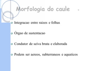 Morfologia do caule ~
o Integracao entre raizes e folhas
,
Orgao de sustentacao
o
o Condutor de seiva bruta e elaborada
o Podem ser aereos, subterraneos e aquaticos
 