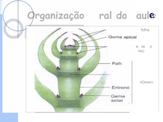 Organização ge
geral do c
c
Primo~dios de
~----~......--- Primo.rdios d
(gema ax11a
No
F
aule
e
folha
e ra o
res)
itOmero
 
