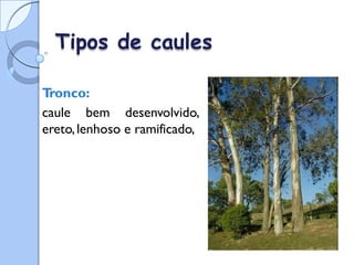 Tipos de caules
T
ronco:
caule bem desenvolvido,
ereto,lenhoso e ramificado,
 