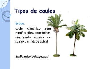 Tipos de caules
Estipe:
caule cilíndrico sem
ramificações, com folhas
emergindo apenas de
sua extremidade apical
Ex:Palmito,babaçu,acaí.
 