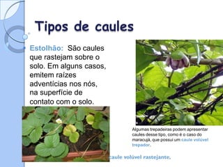 Tipos de caules
 Estolhão: São caules
que rastejam sobre o
solo. Em alguns casos,
emitem raízes
adventícias nos nós,
na superfície de
contato com o solo.
Algumas trepadeiras podem apresentar
caules desse tipo, como é o caso do
maracujá, que possui um caule volúvel
trepador.
caule volúvel rastejante.
 