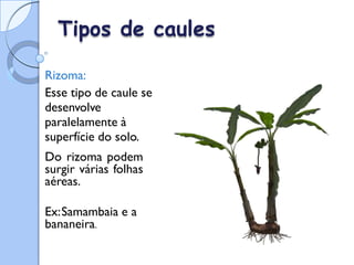 Tipos de caules
Rizoma:
Esse tipo de caule se
desenvolve
paralelamente à
superfície do solo.
Do rizoma podem
surgir várias folhas
aéreas.
Ex:Samambaia e a
bananeira.
 