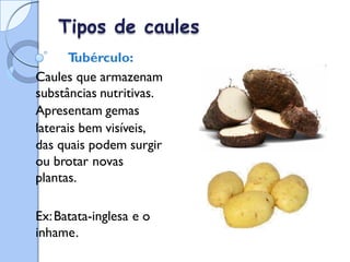 Tipos de caules
T
ubérculo:
Caules que armazenam
substâncias nutritivas.
Apresentam gemas
laterais bem visíveis,
das quais podem surgir
ou brotar novas
plantas.
Ex:Batata-inglesa e o
inhame.
 