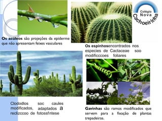 Os acúleos são projeções da epiderme
que não apresentam feixes vasculares
Os espinhosencontrados nos
especies de Cactaceae soo
modificccoes foliares
Clododlos
modificados,
soc caules
adaptados a Gavinhas são ramos modificados que
servem para a fixação de plantas
reclizccoo de fotossfntese
trepadeiras.
 
