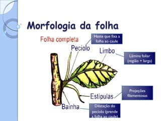 Morfologia da folha
Dilatação do
pecíolo (prende
a folha ao caule)
Projeções
filamentosas
Lâmina foliar
(região + larga)
Haste que fixa a
folha ao caule
 