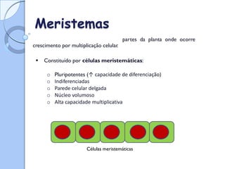 Tipo de tecido (vivo) presente nas
Meristemas
crescimento por multiplicação celular
.
partes da planta onde ocorre
 Constituído por células meristemáticas:
o Pluripotentes (↑ capacidade de diferenciação)
o Indiferenciadas
o Parede celular delgada
o Núcleo volumoso
o Alta capacidade multiplicativa
Células meristemáticas
 