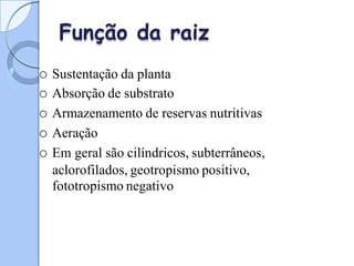 Função da raiz
 Sustentação da planta
 Absorção de substrato
 Armazenamento de reservas nutritivas
 Aeração
 Em geral são cilíndricos, subterrâneos,
aclorofilados, geotropismo positivo,
fototropismo negativo
 