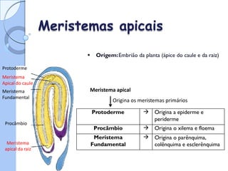 Meristema apical:Promove crescimento vertical
Meristemas apicais
 Origem:Embrião da planta (ápice do caule e da raiz)
Protoderme
Meristema
Apical do caule
Meristema apical
Origina os meristemas primários
Meristema
Fundamental
Procâmbio
Meristema
apical da raiz
Protoderme  Origina a epiderme e
periderme
Procâmbio  Origina o xilema e floema
Meristema
Fundamental
 Origina o parênquima,
colênquima e esclerênquima
 