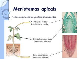 Tipos de Meristemas:
Meristemas apicais
a) Meristema primário ou apical (na planta adulta)
Gema apical do caule
(meristema primário)
Gemas laterais do caule
(meristema primário)
Gema apical da raiz
(meristema primário)
 