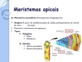 Tipos de Meristemas:
Meristemas apicais
b) Meristema secundário: Gimnospermas eAngiospermas
 Origem: A partir da desdiferenciação de células parenquimáticas do córtex
da raiz e do caule.


Promove o crescimento em espessura
Tipos:
I. Felogênio
 Súber
 Feloderma
II. Câmbio
 Xilema secundário
 Floema Secundário Xilema
secundário
Floema
secundário
 