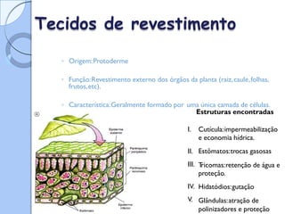  Epiderme
Tecidos de revestimento
◦ Origem:Protoderme
◦ Função:Revestimento externo dos órgãos da planta (raiz,caule,folhas,
frutos,etc).
◦ Característica:Geralmente formado por uma única camada de células.
Estruturas encontradas
I. Cutícula:impermeabilização
e economia hídrica.
Estômatos:trocas gasosas
T
ricomas:retenção de água e
proteção.
Hidatódios:gutação
Glândulas:atração de
polinizadores e proteção
II.
III.
IV.
V.
 