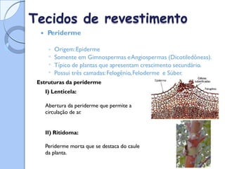 Tecidos de
 Periderme
revestimento
◦
◦
◦
◦
Origem:Epiderme
Somente em Gimnospermas eAngiospermas (Dicotiledôneas).
Típico de plantas que apresentam crescimento secundário.
Possui três camadas:Felogênio,Feloderme e Súber.
Estruturas da periderme
I) Lenticela:
Abertura da periderme que
circulação de ar
.
permite a
II) Ritidoma:
Periderme morta que se destaca do caule
da planta.
 