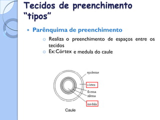 Tecidos
“tipos”
de preenchimento
 Parênquima de preenchimento
o Realiza o
tecidos
o Ex:Córtex
preenchimento de espaços entre os
e medula do caule
Caule
 