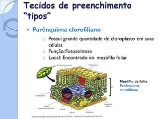 Tecidos
“tipos”
de preenchimento
 Parênquima clorofiliano
o Possui grande quantidade de cloroplasto
células
o Função:Fotossíntese
em suas
o Local: Encontrado no mesófilo foliar
Mesófilo da folha
Parênquima
clorofiliano
 