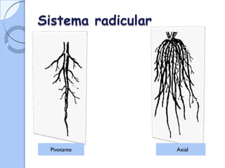 Pivotante
Sistema radicular
Axial
Pivotante
 