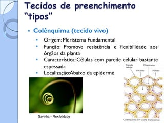 Tecidos
“tipos”
de preenchimento
 Colênquima (tecido vivo)


Origem:Meristema Fundamental
Função: Promove resistência e flexibilidade aos
órgãos da planta
Característica:Células com parede celular bastante
espessada
Localização:Abaixo da epiderme


Gavinha - Flexiblidade
 