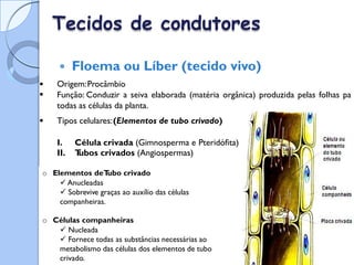 Tecidos de condutores
 Floema ou Líber (tecido vivo)
Origem:Procâmbio
Função: Conduzir a seiva elaborada (matéria orgânica) produzida pelas folhas pa
todas as células da planta.
Tipos celulares:(Elementos de tubo crivado)



I.
II.
Célula crivada (Gimnosperma e
T
ubos crivados (Angiospermas)
Pteridófita)
o Elementos deT
ubo crivado
 Anucleadas
 Sobrevive graças ao auxílio das células
companheiras.
o Células companheiras
 Nucleada
 Fornece todas as substâncias necessárias ao
metabolismo das células dos elementos de tubo
crivado.
 