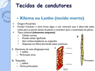 Tecidos de condutores
 Xilema ou Lenho (tecido morto)
Origem:Procâmbio
Função: Conduzir a seiva bruta (água e sais minerais) que é absorvida pelas


raízes para as partes aéreas da planta e contribuir para a sustentação da
Tipos celulares:(elementos traqueais)
planta.

Células mortas
Parede celular lignificada
Sem núcleo,citoplasma ou organelas
Dispostas em fileira,formando tubos contínuos
o
o
o
o
II
I
I) Elementos de vaso (Angiospermas)
o ↑ calibre
o Perfuração única
II) T
raqueídes
o ↓ calibre
o Várias perfurações
 
