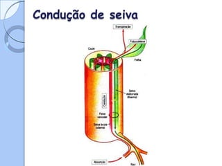 Condução de seiva
 