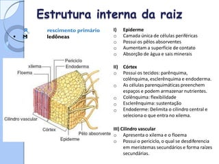 aiz - C
onocoti
Estrutura interna da raiz
R
 M
rescimento primário
ledôneas
I)
o
o
o
o
Epiderme
Camada única de células periféricas
Possui os pêlos absorventes
Aumentam a superfície de contato
Absorção de água e sais minerais
II)
o
Córtex
Possui os tecidos: parênquima,
colênquima, esclerênquima e endoderma.
As células parenquimáticas preenchem
espaços e podem armazenar nutrientes.
Colênquima: flexibilidade
Esclerênquima: sustentação
Endoderme: Delimita o cilindro central e
seleciona o que entra no xilema.
o
o
o
o
III) Cilindro vascular
o Apresenta o xilema e o floema
o Possui o periciclo, o qual se desdiferencia
em meristemas secundários e forma raízes
secundárias.
 