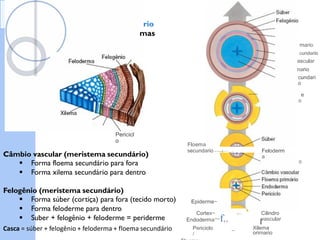 Raiz - Crescimento secundá
 Dicotiledôneas e Gimnosper
Suber
Carnbi
o
Floema
Feloderma
------------ --::::---.:....__
Periciclo
Floema pri
Floema se
Carnbio v
Xilema
prir
Xilema se
-- Epiderme. cortex
endoderma
send
eliminados
Xilerno
secundari
Xilema
prirnario
rio
mas
rnario
cundario
ascular
nario
cundari
o
e
o
Pericicl
o
Floema
secundario -~---t~~1,...-~ Feloderrn
a
Câmbio vascular (meristema secundário)
 Forma floema secundário para fora
 Forma xilema secundário para dentro
o
Felogênio (meristema secundário)
 Forma súber (cortiça) para fora (tecido morto)
 Forma feloderme para dentro
 Suber + felogênio + feloderme = periderme
Casca = súber + felogênio + feloderma + floema secundário
Epiderme~
Cortex~ Cilindro
vascular
Endoderrna~f,,
.77"-~-
I
Xilema
orirnario
Periciclo
/
 