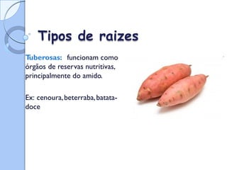 Tipos de raizes
T
uberosas: funcionam como
órgãos de reservas nutritivas,
principalmente do amido.
Ex: cenoura,beterraba,batata-
doce
 