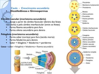 Caule - Crescimento secundário
 Dicotiledôneas e Gimnospermas
Câmbio vascular (meristema secundário)
 Surge a partir do câmbio fascicular (dentro dos feixes
vasculares) e pelo câmbio interfascicular (entre os feixes)
 Forma floema secundário para fora
 Forma xilema secundário para dentro
Felogênio (meristema secundário)
 Forma súber (cortiça) para fora (tecido morto)
 Forma feloderme para dentro
 Suber + felogênio + feloderme = periderme
Casca = súber + felogênio + feloderma + floema secundário
 