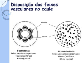 Disposição
vasculares
dos feixes
no caule
Floema
Xilema
Dicotiledôneas
Feixes vasculares organizados
Floema (periférico)
Xilema (central)
Monocotiledôneas
Feixes vasculares desorganizados
Floema (periférico)
Xilema (central)
 