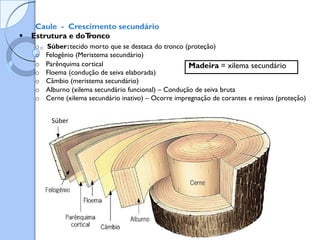 Caule - Crescimento secundário
 Estrutura e doT
ronco
o Súber:tecido morto que se destaca do tronco (proteção)
o Felogênio (Meristema secundário)
o Parênquima cortical
o Floema (condução de seiva elaborada)
o Câmbio (meristema secundário)
o Alburno (xilema secundário funcional) – Condução de seiva bruta
o Cerne (xilema secundário inativo) – Ocorre impregnação de corantes e resinas (proteção)
Súber
Madeira = xilema secundário
 