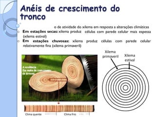 o Resultam da variaçã
Anéis de crescimento do
tronco
o de atividade do xilema em resposta a alterações climáticas
o Em estações secas: xilema produz células com parede celular mais espessa
(xilema estival)
o Em estações chuvosas: xilema produz células com parede celular
relativamente fina (xilema primaveril)
Xilema
primaveril Xilema
estival
Clima quente Clima frio
 
