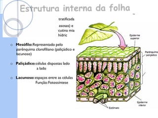 Estrutura
Epiderme:Geralmente unies
o Possui estômatos (trocas g
o Pode apresentar camada d
cobrindo as células (econo
@
)
Par!nquim
a
lacunoso
folha Colegio
da
interna ~
tratificada
asosas) e
cutina mia
hídric
o Mesófilo:Representado pelo
parênquima clorofiliano (paliçádico e
lacunoso)
o Paliçádico:células dispostas lado
a lado
o Lacunoso:espaços entre as células
Função:Fotossíntese
 