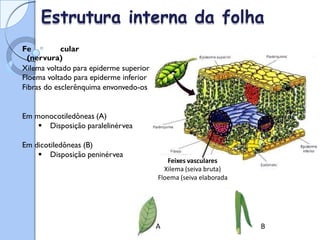ixe vas
Estrutura interna da folha
Fe cular
(nervura)
Xilema voltado para epiderme superior
Floema voltado para epiderme inferior
Fibras do esclerênquima envonvedo-os
Em monocotiledôneas (A)
 Disposição paralelinérvea
Em dicotiledôneas (B)
 Disposição peninérvea
Feixes vasculares
Xilema (seiva bruta)
Floema (seiva elaborada
A B
 