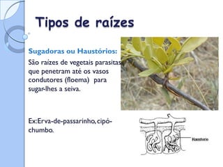 Tipos de raízes
Sugadoras ou Haustórios:
São raízes de vegetais parasitas
que penetram até os vasos
condutores (floema)
sugar-lhes a seiva.
para
Ex:Erva-de-passarinho,cipó-
chumbo.
 