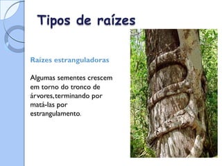 Tipos de raízes
Raízes estranguladoras
Algumas sementes crescem
em torno do tronco de
árvores,terminando por
matá-las por
estrangulamento.
 