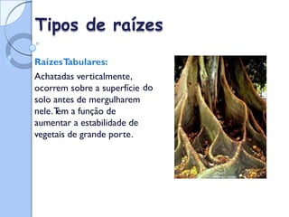 Tipos de raízes
RaízesT
abulares:
Achatadas verticalmente,
ocorrem sobre a superfície
solo antes de mergulharem
nele.T
em a função de
aumentar a estabilidade de
vegetais de grande porte.
do
 
