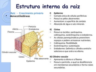 morfologia_vegetal_ MAIS COMPLETA.pptx mais completa | PPTX