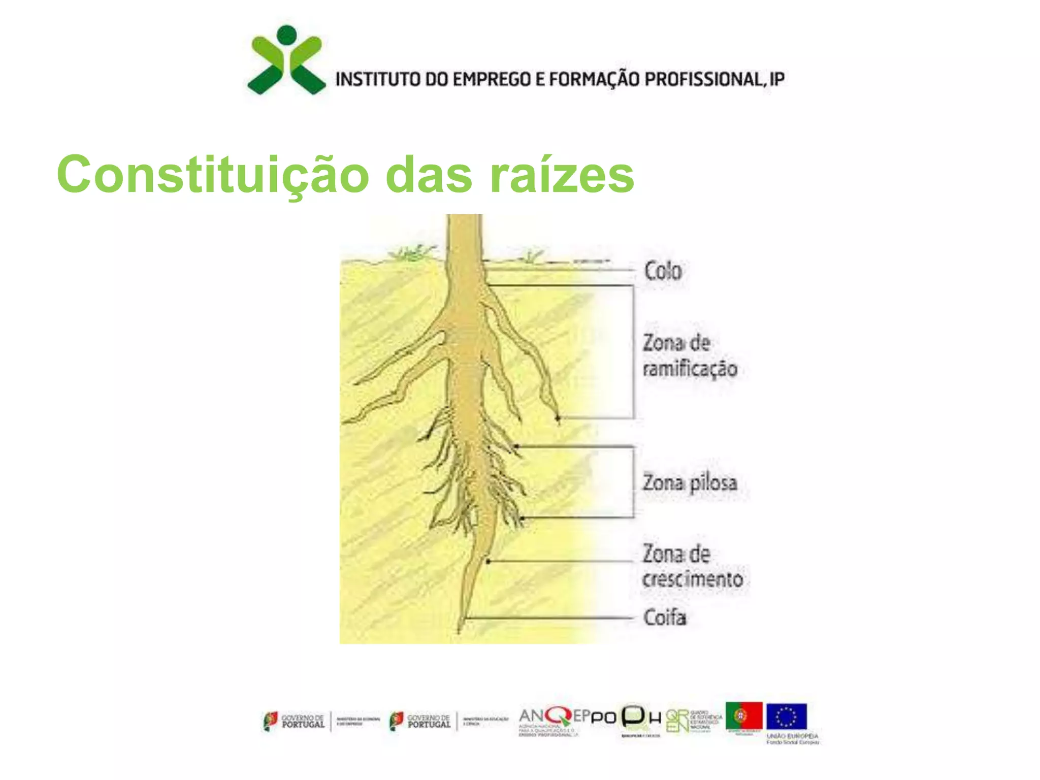 Raiz R Morfologia vegetal_RAIZ.ppt