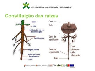Constituição das raízes
 