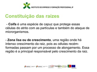 Constituição das raízes
- Coifa é uma espécie de capuz que protege essas
células do atrito com as partículas e também do ataque de
microrganismos.
- Zona lisa ou de crescimento, uma região onde há
intenso crescimento da raiz, pois as células recém-
formadas passam por um processo de alongamento. Essa
região é a principal responsável pelo crescimento da raiz.
 