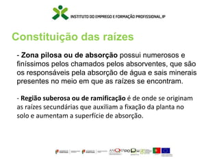 Constituição das raízes
- Zona pilosa ou de absorção possui numerosos e
finíssimos pelos chamados pelos absorventes, que são
os responsáveis pela absorção de água e sais minerais
presentes no meio em que as raízes se encontram.
- Região suberosa ou de ramificação é de onde se originam
as raízes secundárias que auxiliam a fixação da planta no
solo e aumentam a superfície de absorção.
 