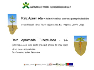 Raiz Aprumada - Raiz subterrânea com uma parte principal fina
de onde saem várias raízes secundárias. Ex: Papoila, Couve, Urtiga
Raiz Aprumada Tuberculosa - Raiz
subterrânea com uma parte principal grossa de onde saem
várias raízes secundárias.
Ex: Cenoura, Nabo, Beterraba
 