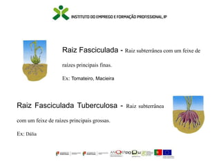 Raiz Fasciculada - Raiz subterrânea com um feixe de
raízes principais finas.
Ex: Tomateiro, Macieira
Raiz Fasciculada Tuberculosa - Raiz subterrânea
com um feixe de raízes principais grossas.
Ex: Dália
 
