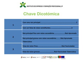 Chave Dicotómica
1
Com uma raiz principal….......................................................................2
Com um feixe de raízes semelhantes……………………………...…………3
2
Raiz principal fina com raízes secundárias ……………….....Raíz Aprumada
Raiz principal grossa com raízes secundárias.........Raíz Aprumada
Tuberculosa
3
Feixe de raízes finas…………………………………..............Raiz Fasciculadas
Feixe de raízes grossas……………………........Raiz Fasciculada Tuberculosa
 