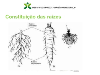 Constituição das raízes
 