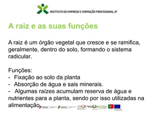 A raiz é um órgão vegetal que cresce e se ramifica,
geralmente, dentro do solo, formando o sistema
radicular.
Funções:
- Fixação ao solo da planta
- Absorção de água e sais minerais.
- Algumas raízes acumulam reserva de água e
nutrientes para a planta, sendo por isso utilizadas na
alimentação.
A raiz e as suas funções
 