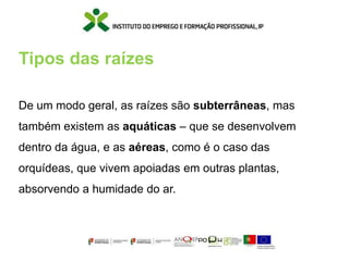 Tipos das raízes
De um modo geral, as raízes são subterrâneas, mas
também existem as aquáticas – que se desenvolvem
dentro da água, e as aéreas, como é o caso das
orquídeas, que vivem apoiadas em outras plantas,
absorvendo a humidade do ar.
 