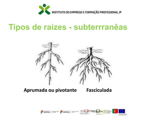 Tipos de raízes - subterrranêas
Aprumada ou pivotante Fasciculada
 
