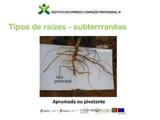 Tipos de raízes - subterrranêas
Aprumada ou pivotante
 