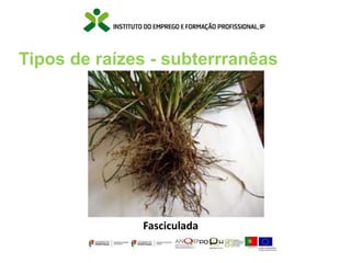 Tipos de raízes - subterrranêas
Fasciculada
 