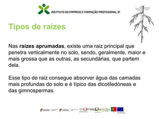 Tipos de raízes
Nas raízes aprumadas, existe uma raiz principal que
penetra verticalmente no solo, sendo, geralmente, maior e
mais grossa que as outras, as secundárias, que partem
dela.
Esse tipo de raiz consegue absorver água das camadas
mais profundas do solo e é típico das dicotiledóneas e
das gimnospermas.
 